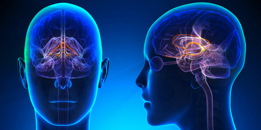 Is Fragrance Controlling Your Brain?