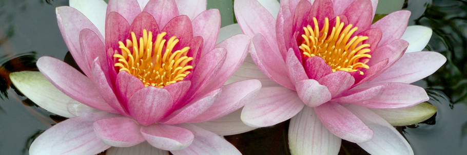 Powerful Intentions Series: Your Greatest Potential Is In your Intentions Part 2