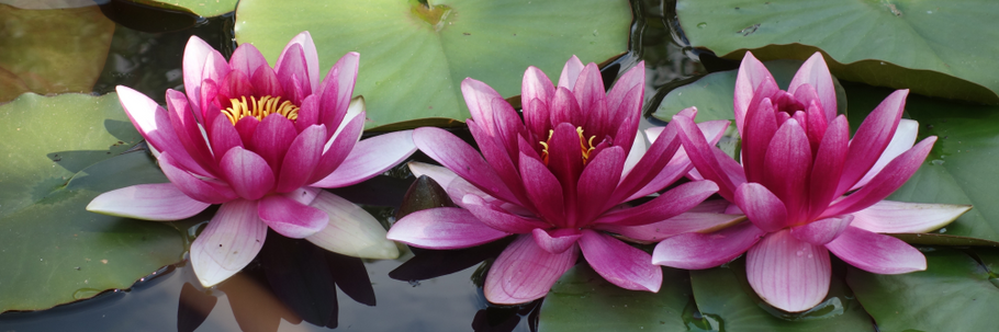 Powerful Intentions Series: Your Greatest Potential Is In your Intentions Part 3
