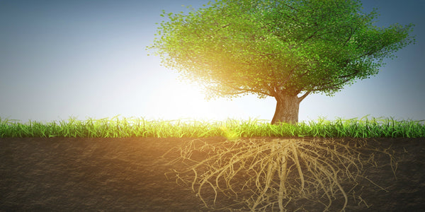 What Is Grounding? Mindfulness Exercise