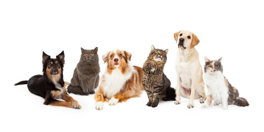 Energetic Healing for Animals