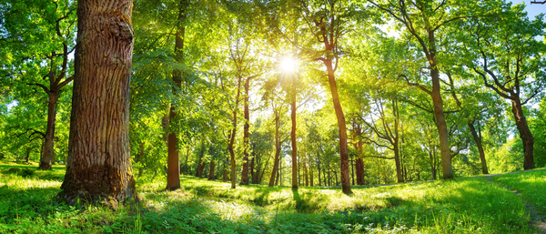 Grounding Tree Spirit Meditation