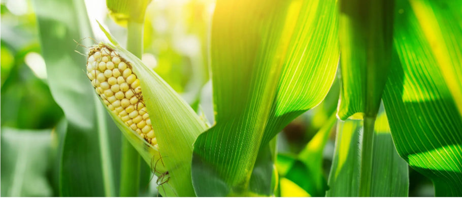 Are Bioengineered Ingredients “Natural”?