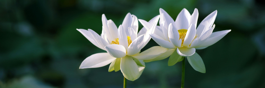 Powerful Intentions Series: Your Greatest Potential Is In your Intentions Part 2