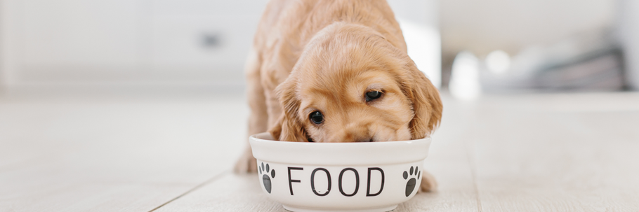 Corruption In The Dog Food Industry Creates Concerns